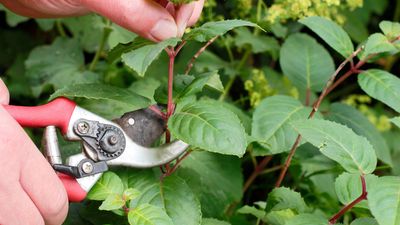 8 mistakes to avoid when taking plant cuttings – plus what to do instead