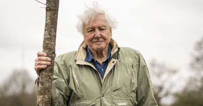 Why David Attenborough is urging people not to cut their grass this month