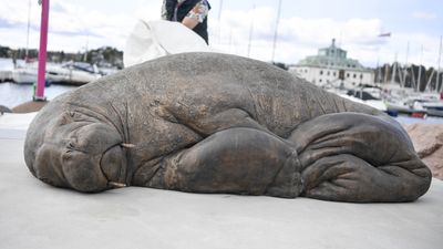 Norway unveils a life-size sculpture of Freya, the euthanized walrus