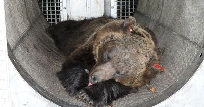 Bear sentenced to death for killing and disembowelling man in Italy woods