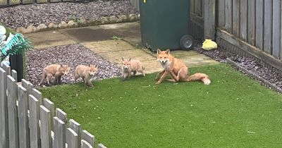 Adorable fox cubs living beneath hot tub for warmth spotted playing in garden