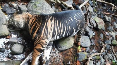 Rare melanistic tiger found dead in Odisha’s Similipal reserve, lone to house such cats in country