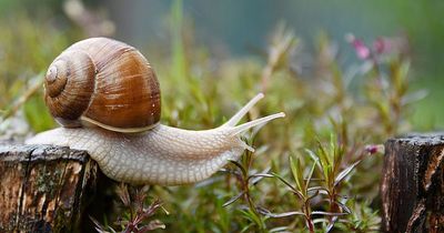 Gardener says Sainsbury's 21p item will stop snails and slugs eating plants