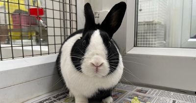 Abandoned rabbit looking for new home after being left outside a church in a box