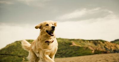 Owners face hefty £1,000 fine for breaking dog beach bans from today