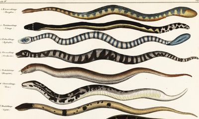 A sea snake: like a nightmare generated by a sleep app