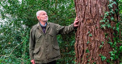 Hunt for tree killer who drilled holes into protected pine before dousing it with poison