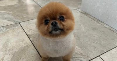 Liverpool FC player's beloved Pomeranian missing from star's home