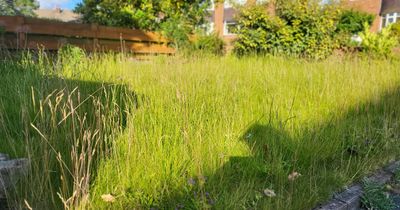'No Mow May' warning to everyone with a garden not to cut lawns