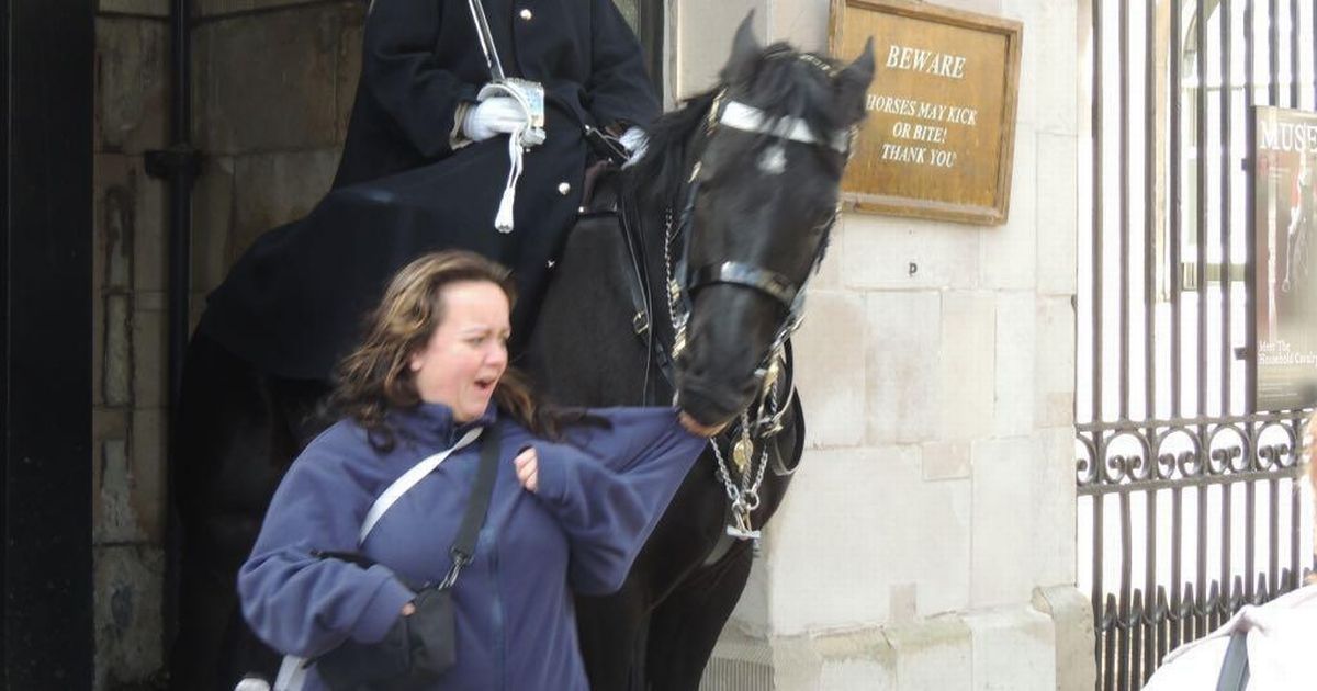 King's Guard horse bites woman and leaves her with…