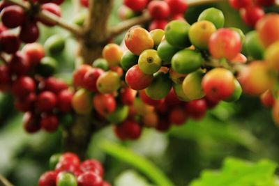 Arabica Coffee Closes Lower on Dollar Strength