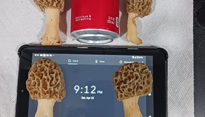 The wariness of hunting morel mushrooms
