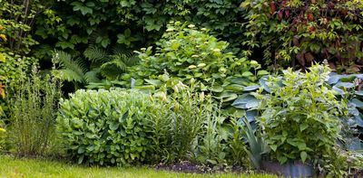 How greenwashing can lead us astray in the pursuit of wildlife-friendly gardens