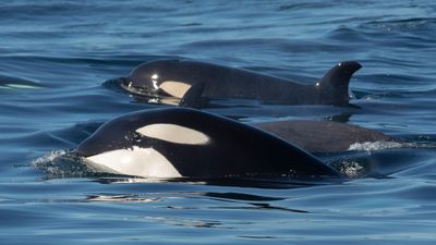 In rare attack, 30 orcas 'badly wounded' 2 adult gray whales in California