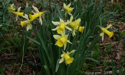 Country diary: Wild daffodils are rarer than you’d think