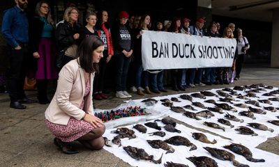 Victorian duck hunters urge parliament not to bow to ‘political correctness’