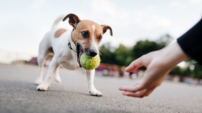 Trainer reveals three methods you can use to teach your dog to ‘drop it’ - and they’re very easy!