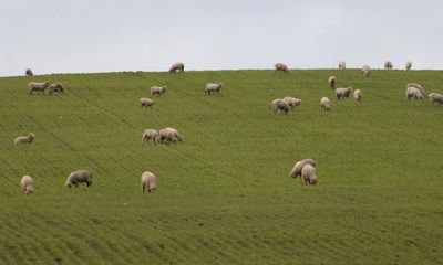 From sheep duffing to cattle rustling, how big a problem is livestock theft in Australia?