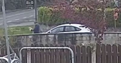 Defenceless dog caught on CCTV being dumped on road as owner speeds off