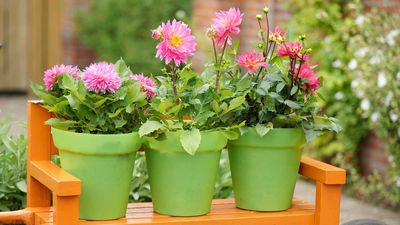 How to grow dahlias in pots – expert tips on planting, watering, and more