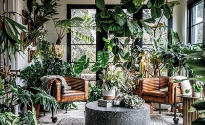 What plants are best for a lush indoor garden? Experts pick the 10 best to give you an exciting jungle feel
