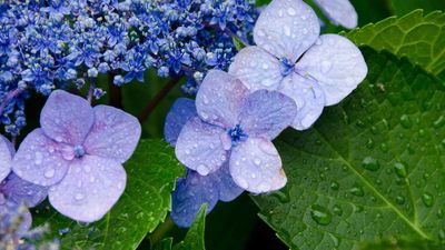 Watering hydrangeas – expert tips on how and when to hydrate these backyard shrubs