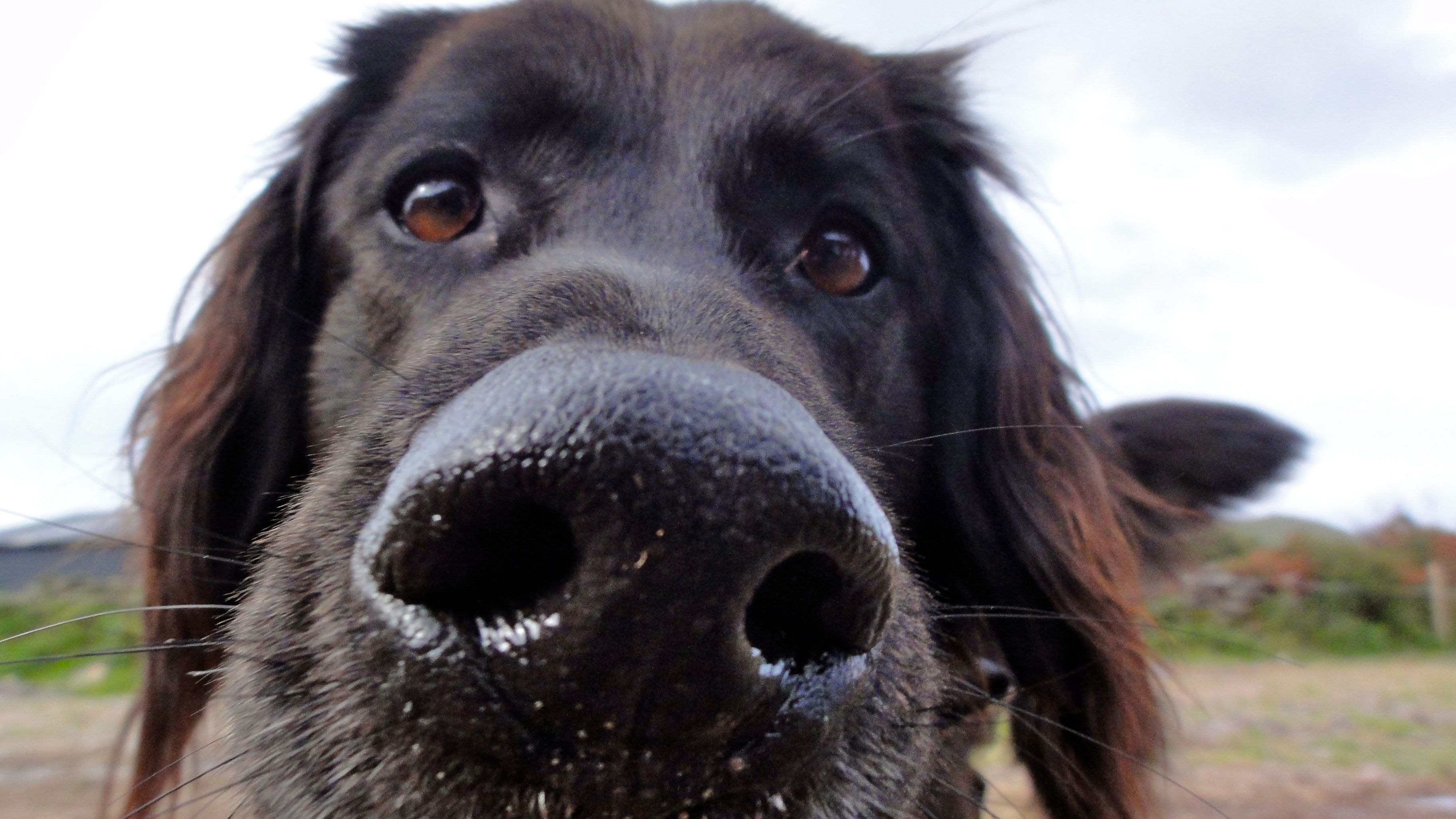 What causes a wet nose in dogs?