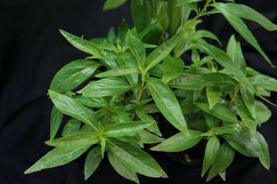 Herbs promoted for use in modern medicine