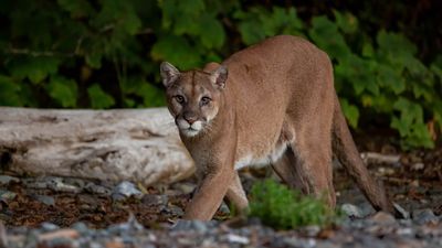 A 70-year-old Utah hiker fights off a mountain lion with a rock in ambush