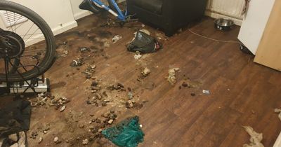 Dog kept in flat of horrors caked in dirt, piled with rubbish and swarming with flies