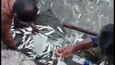 Sardine surge startles fishermen in Kochi as scientists take a close look
