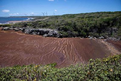 Stinky seaweed plagues French Caribbean beaches