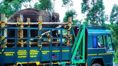 Arikompan takes a sojourn to Tamil Nadu forests but is back in Kerala now