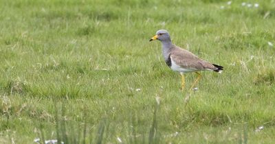 Hundreds descend on Northumberland coast as rare bird spotted in UK for first time