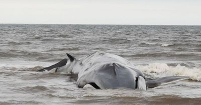 Tragedy as rare whale 'too large to return to water' dies on UK beach