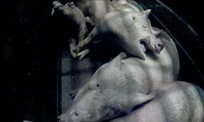Suffering of gassed pigs laid bare in undercover footage from UK abattoir