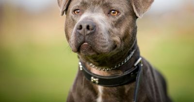 Woman filmed herself physically and verbally abusing dog