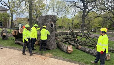 Ailing centuries-old tree cut down at Lincoln Park Zoo
