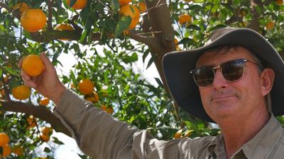 Citrus growers rejoice at strong season and backpacker boom in Gayndah, Queensland
