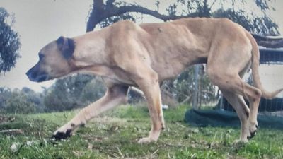 Kilmore residents' bushland hunt for elusive staffy ends in capture