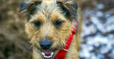 ‘Very high’ lead concentrations found in raw pheasant dog food