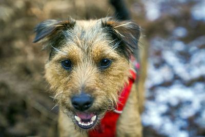 Pet dogs face risk of deadly lead poisoning from pheasant meat in canine food