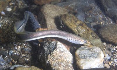 Brook lamprey: now is the perfect time to spot this ancient fish in UK