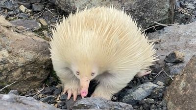 Rare albino echidna spotted in Bathurst region with locals asked to keep their distance