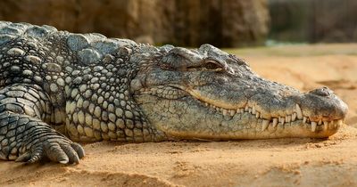 Body found inside crocodile after search for missing fisherman