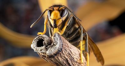 Gardeners warned to 'seek help immediately' as potentially deadly insects spotted in UK