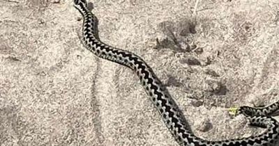 Public warned after venomous snake spotted on UK beach
