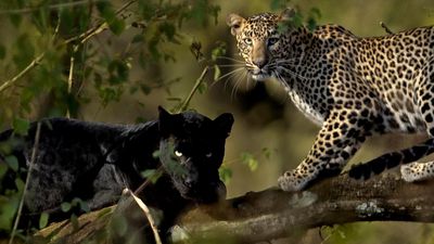 In search of leopard prints: Ecotourism in 2023 boosts efforts to protect the majestic cats