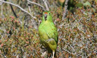 Australia’s coronation gift to King Charles is $10,000 donation for WA endangered parrot