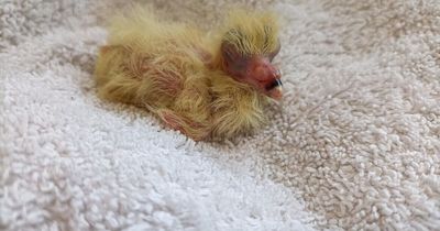 Baby pigeon weighing 14g rescued after being found alone in Scots garden